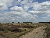 NL, Noord-Brabant, Heeze-Leende, Strabrechtsche Heide 20, Saxifraga-Jan van der Straaten